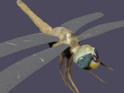 dragonfly Low-poly 3D model
