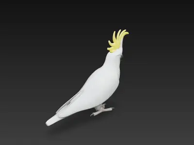 Cockatoo Parrot 3D Model Basic - Low Poly Simple Low-poly 3D model
