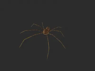 3D TIGER SPIDER Low-poly 3D model