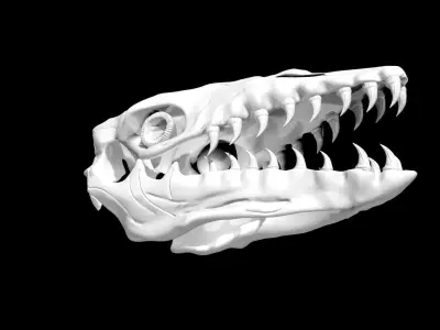 Mosasaurus skull Low-poly 3D model