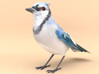 3D Bird Pack Blue Jay Male and Female Low-poly 3D model Low-poly 3D model