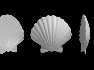 Seashells  3D model