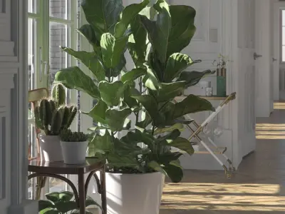  Fiddle Leaf Fig Plant Model 