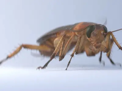 Cockroach rigged and animated for Cinema 4d 3D model