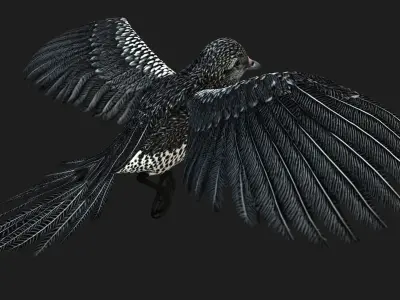 PheasantBird B7 3D model