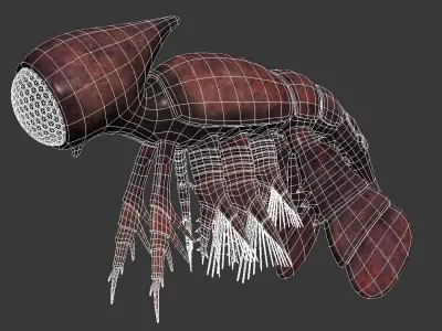 Cambropachycope 3D model