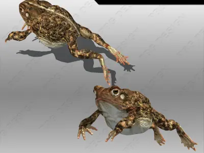 Toad Animated Low-poly 3D model