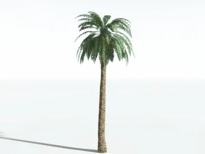 EVERYPlant Date Palm 2 --16 Models-- 3D model