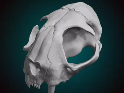 Cat Skull 3D model