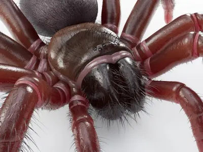 Trapdoor Spider Low-poly 3D model