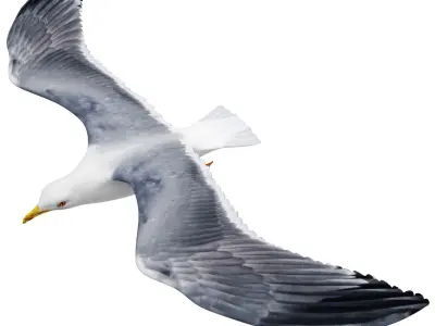 Gull flying 3D model