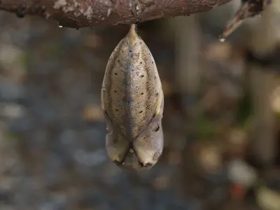 Butterfly cocoon Low-poly 3D model