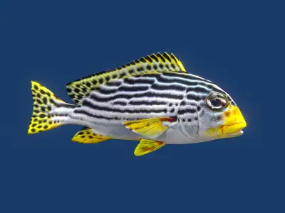 Sweetlips Schooling Fish Low-poly 3D model
