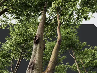 Carpinus Betulus and Hazel leave Free 3D model