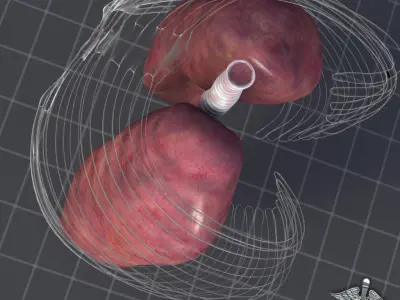 Lungs External 3D model