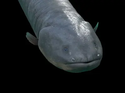 Electrophorus Electricus Static Low-poly 3D model