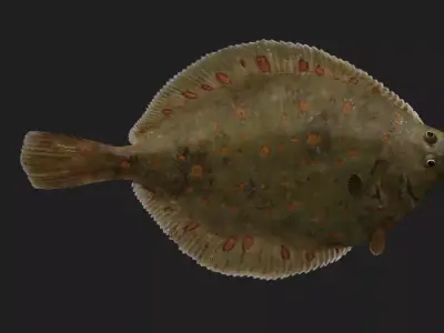 Plaice Low-poly 3D model