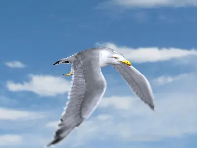 Seagull ANIMATED 3D model