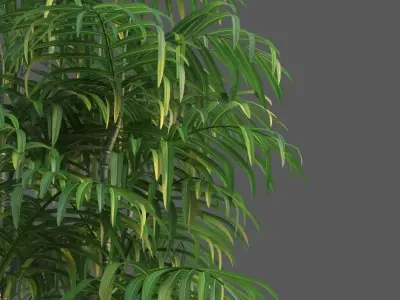 XfrogPlants Butterfly Palm - Dypsis Lutescens 3D model