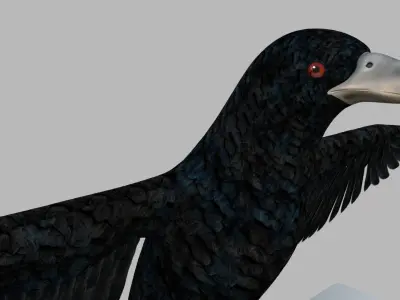 Kokila crow 3D model