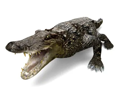3D Model crocodile alligator  Low-poly 3D model