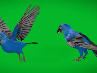 Indigo Bunting Cardinal Bird Low-poly 3D model