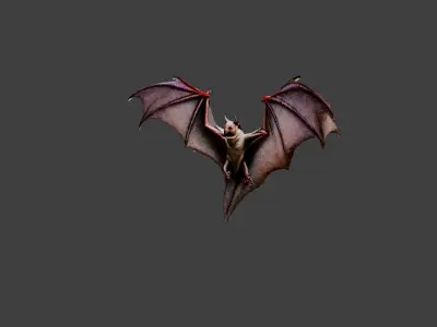 Bat Animal Low-poly 3D model