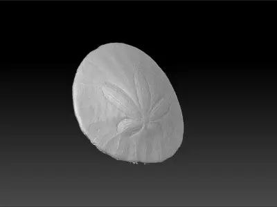 Sand Dollar Sea Urchin 3D Scan 3D model