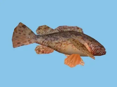 Skarpina - Scorpaena Scrofa Low-poly 3D model