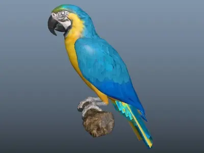 Blue and Gold Macaw Parrot  Low-poly 3D model