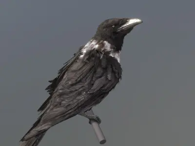 Pied Crow 3D model