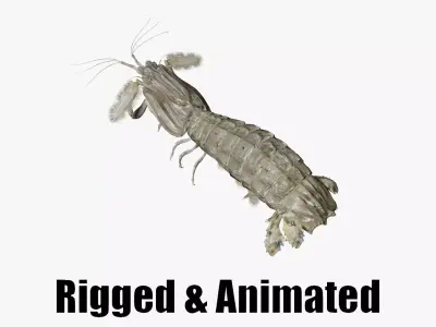 animated mantis shrimp 3D model