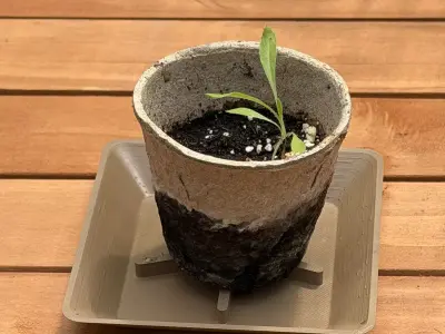 Planter Saucer - Geometry Nodes Free 3D print model