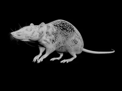  laboratory rat low poly 3D model