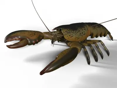 lobster crayfish 3D model