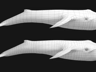 While whale Low-poly 3D model