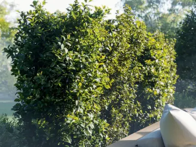 Shrub Collection - Include GrowFX and Mesh file1 3D model