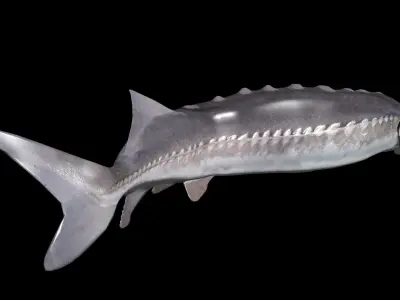 White Sturgeon animated version 3D model