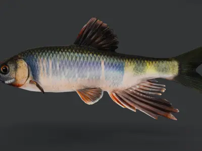 Dark Chub Fish - Zacco Platypus Animated 3D model