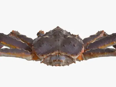 King crab 3D model