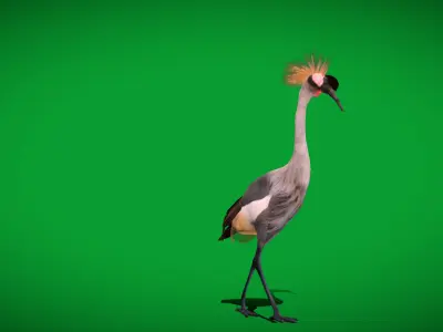 African Grey Crested Crane Bird Low-poly 3D model