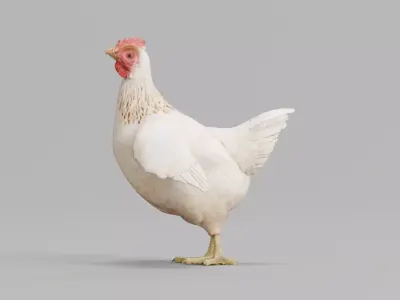 Hen The Chicken 3D model