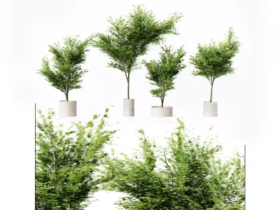 Collection Indoor Plants 036 Free low-poly 3D model