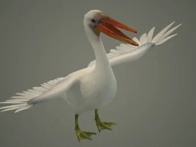 stork flamingo swan pelican cormorant bluetit pigeon  3D model