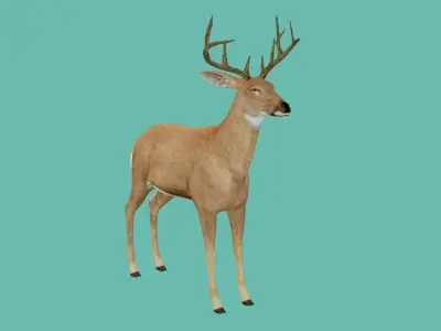 lowpoly deer 3d 3D model