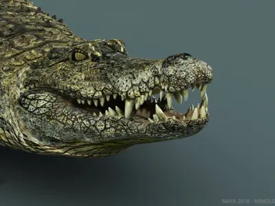 Crocodile RIGGED 3D model