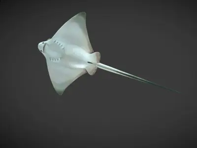 Ray 01 Low-poly 3D model