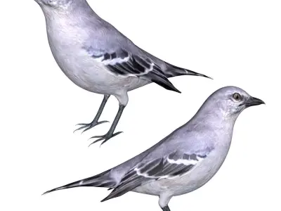 Mocking bird Low-poly 3D model