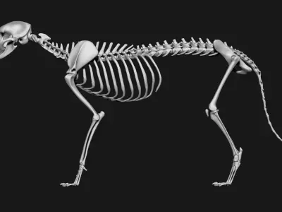 Cat skeleton 3D model