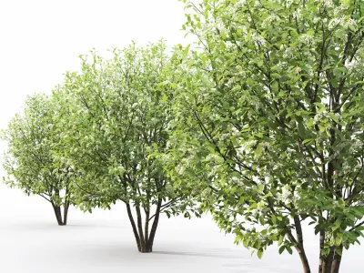 Prunus Padus 6 3D model